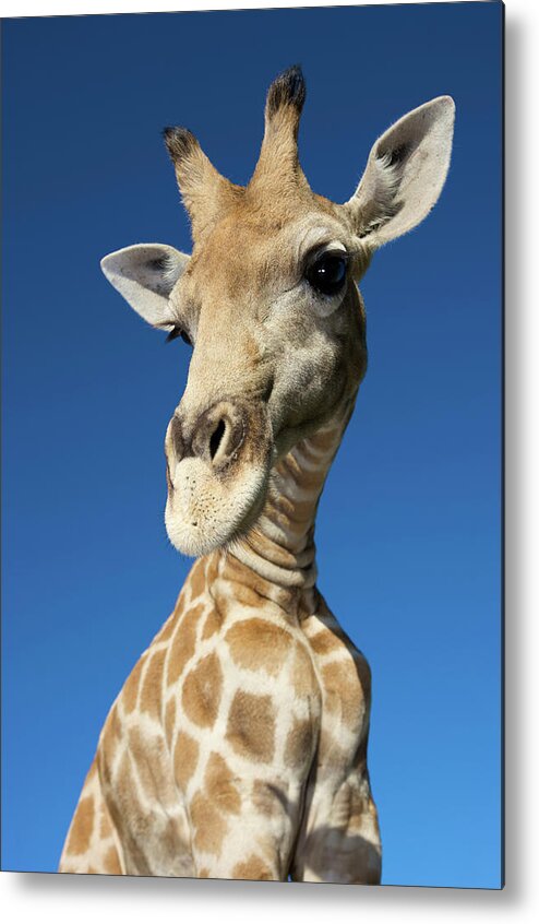 Horned Metal Print featuring the photograph Portrait Of Giraffe Giraffa by Heinrich Van Den Berg