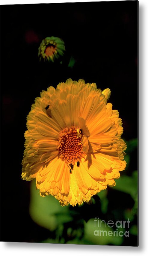 Nature Metal Print featuring the photograph Pot Marigold by Dan Sams/science Photo Library