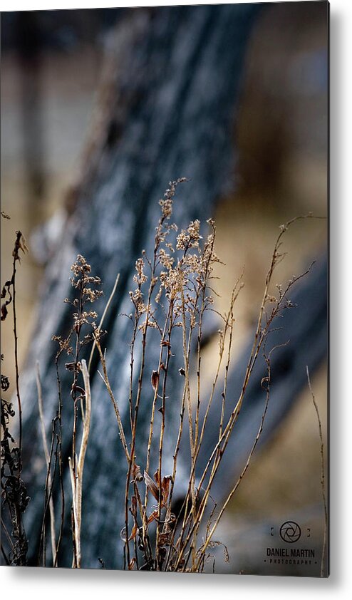 Dried Metal Print featuring the photograph Purple nature by Daniel Martin