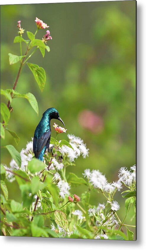 Songbird Metal Print featuring the photograph Purple Sunbird by (c) Niranj Vaidyanathan V.niranj@gmail.com