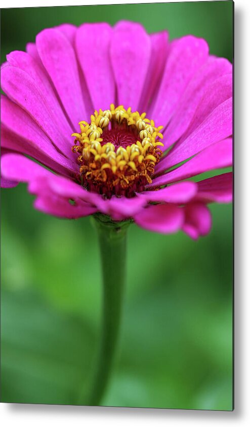 Flower Metal Print featuring the photograph Purple Zinnia by Mary Anne Delgado