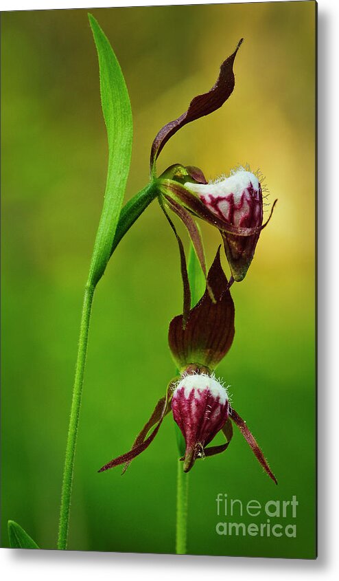 Michigan Metal Print featuring the photograph Rams head orchid pair FL9257 by Mark Graf