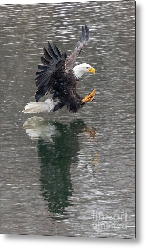 Eagle Metal Print featuring the photograph Ready to Grab by Michael Dawson