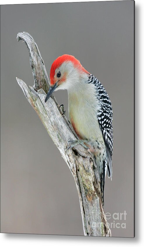 Wildlife Metal Print featuring the photograph Red-bellied Woodpecker by Manuel Presti/science Photo Library