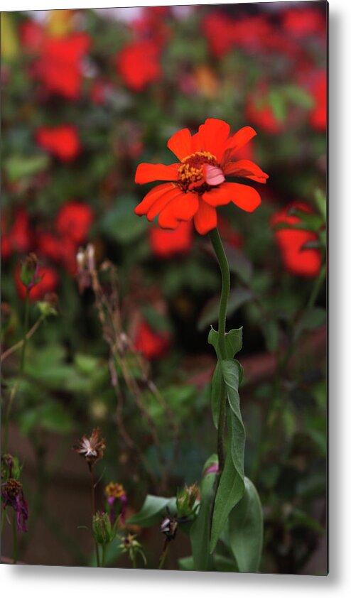 Red Metal Print featuring the photograph Red Flower by Vadim Levin