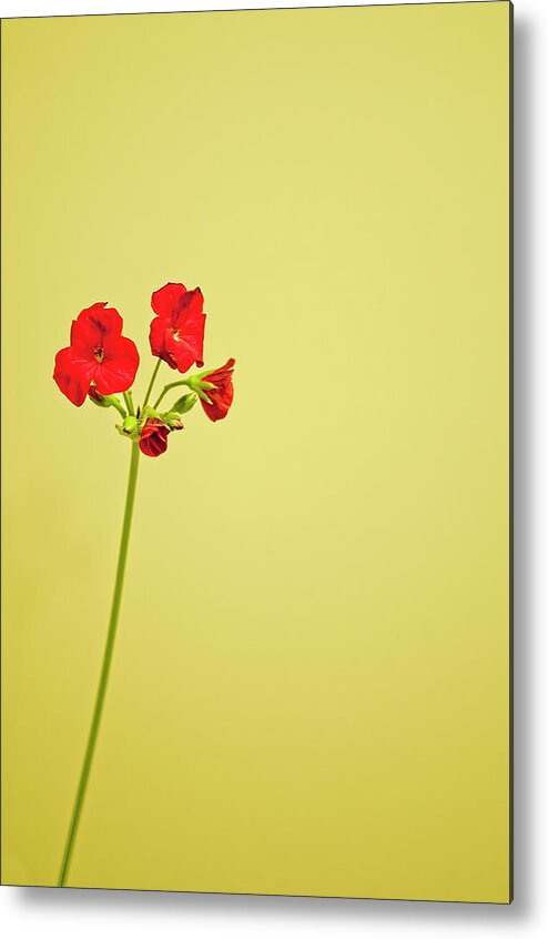 Brampton Metal Print featuring the photograph Red Geranium by Gail Shotlander