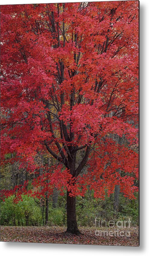 Red Maple Tree Metal Print featuring the photograph Red Maple Splendor by Tamara Becker