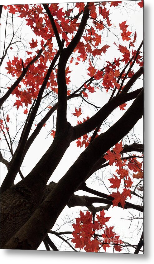 Fall Metal Print featuring the photograph Red Maple Tree by Ana V Ramirez