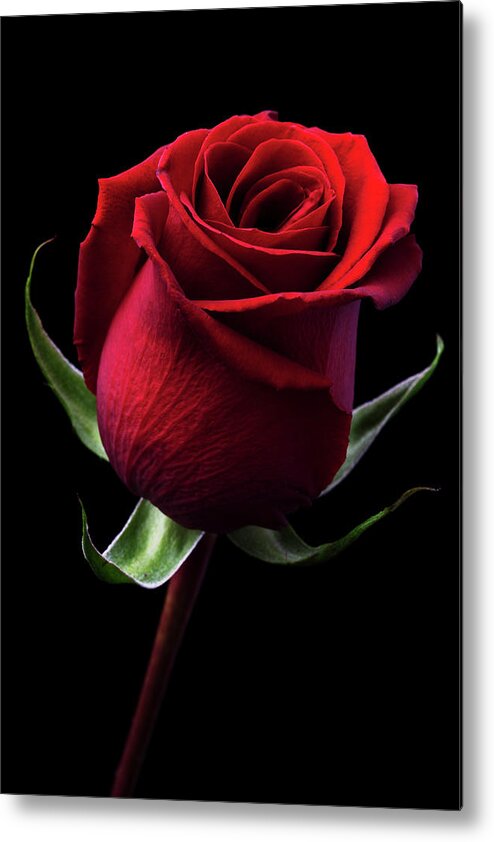 Black Background Metal Print featuring the photograph Red Rose by Iwan Tirtha