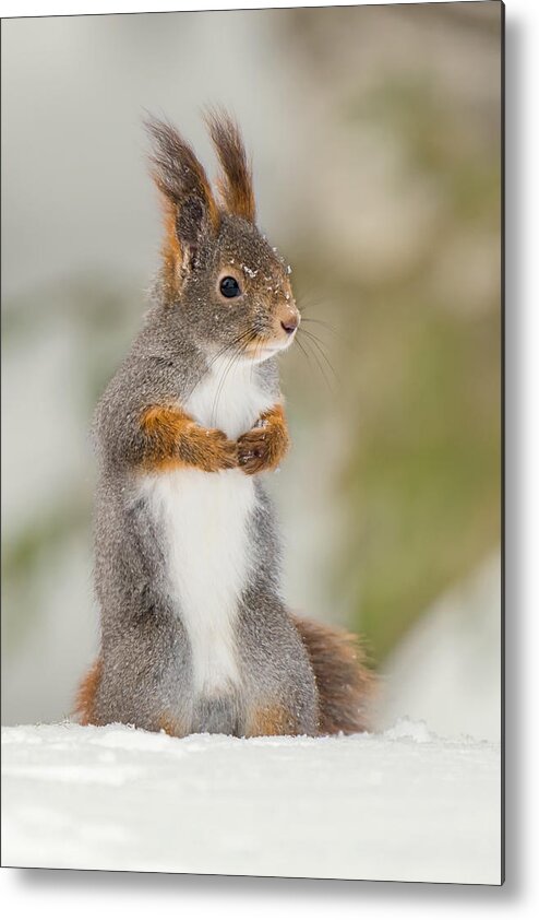 Squirrel Metal Print featuring the photograph Red Squirrel by Massimo Tamajo