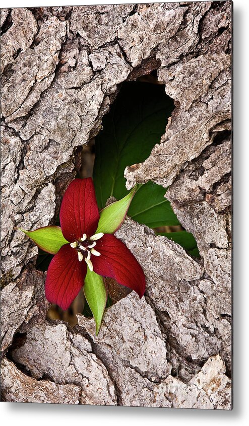 Red Trillium Metal Print featuring the photograph Red Trillium in bark FL8808 by Mark Graf