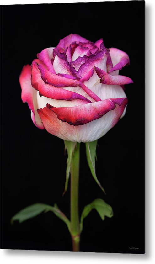 Black Background Metal Print featuring the photograph Red White Rose by Crystal Wightman