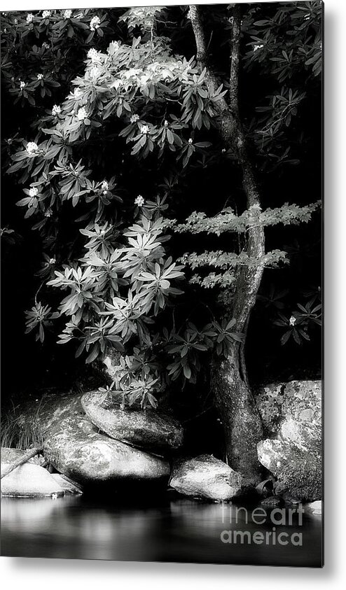Rhododendron Metal Print featuring the photograph Rhododendron Black White by Mike Eingle
