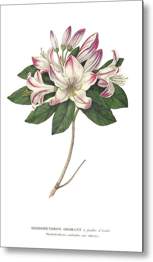 Botanical Metal Print featuring the painting Rhododendron Bright by Wild Apple Portfolio