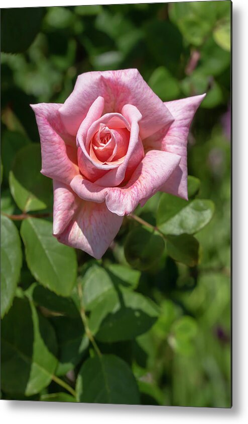 Rose Metal Print featuring the photograph Rosa Freckles by Dawn Cavalieri