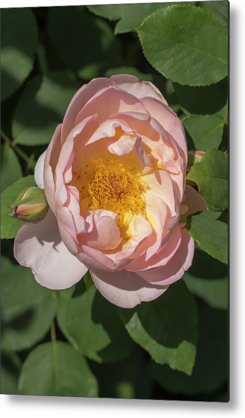 Rose Metal Print featuring the photograph Rosa Huntington's Hero by Dawn Cavalieri