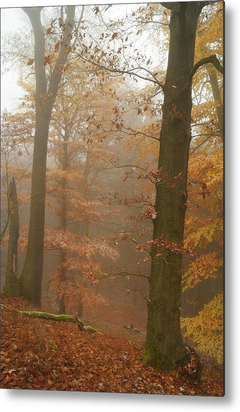 Jenny Rainbow Fine Art Photography Metal Print featuring the photograph Rusty Autumn in Misty Woods 2 by Jenny Rainbow