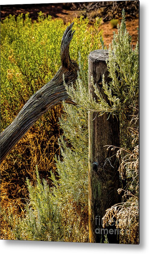 Jon Burch Metal Print featuring the photograph Sage and Post by Jon Burch Photography