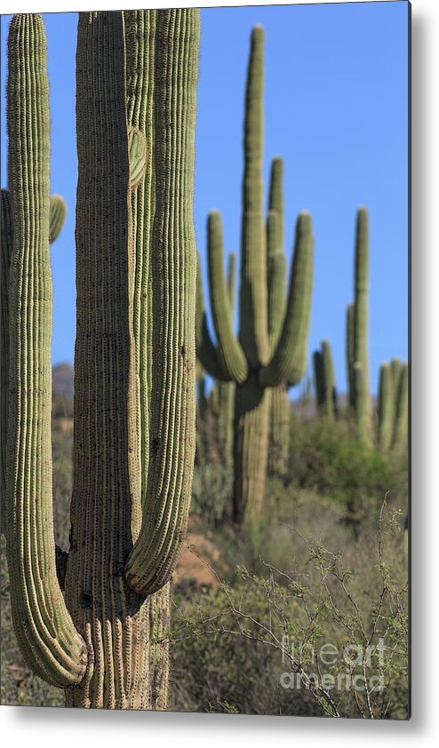 Saguro Metal Print featuring the photograph Saguaro Cactus in the Arizona Desert by Edward Fielding