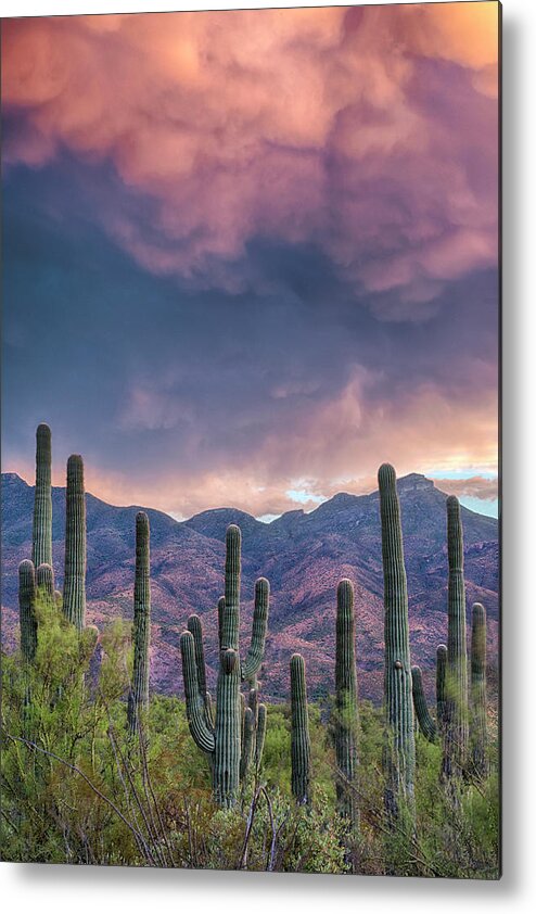 Saguaro Metal Print featuring the photograph Saguaro Cactus Stormy Skies by Dave Dilli