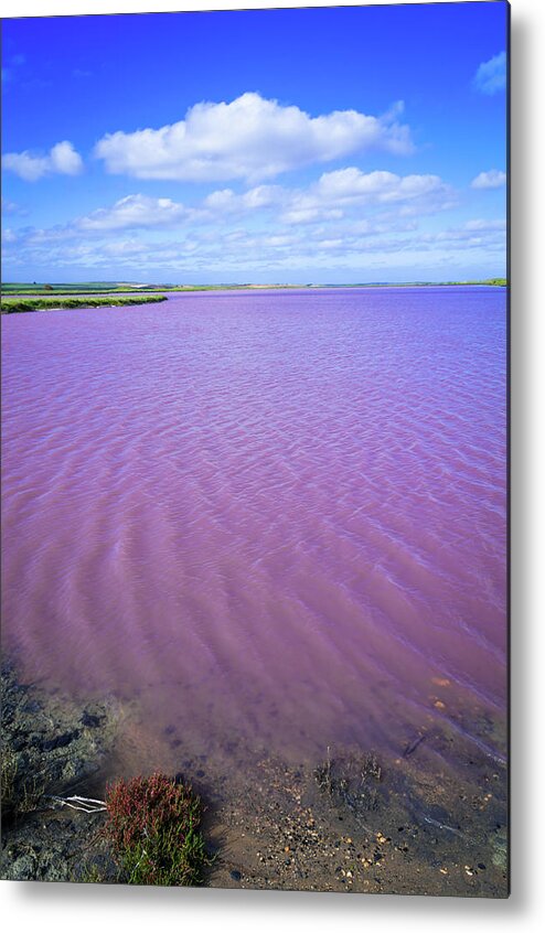 Water's Edge Metal Print featuring the photograph Saline Pink Lake Of Coorong, South by Whitworth Images