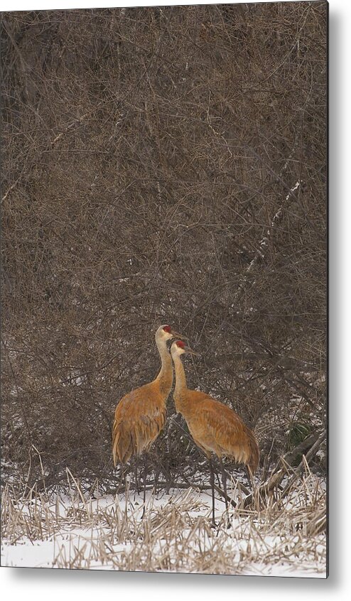 April Metal Print featuring the photograph Sandhill Cranes in snow woodland by Mark Graf