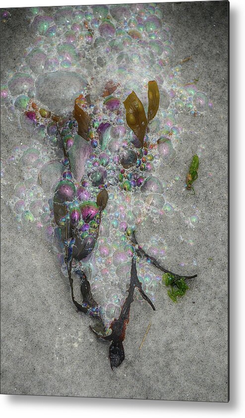 Beach Metal Print featuring the photograph Seaweed Frond and Bubbles by Cate Franklyn