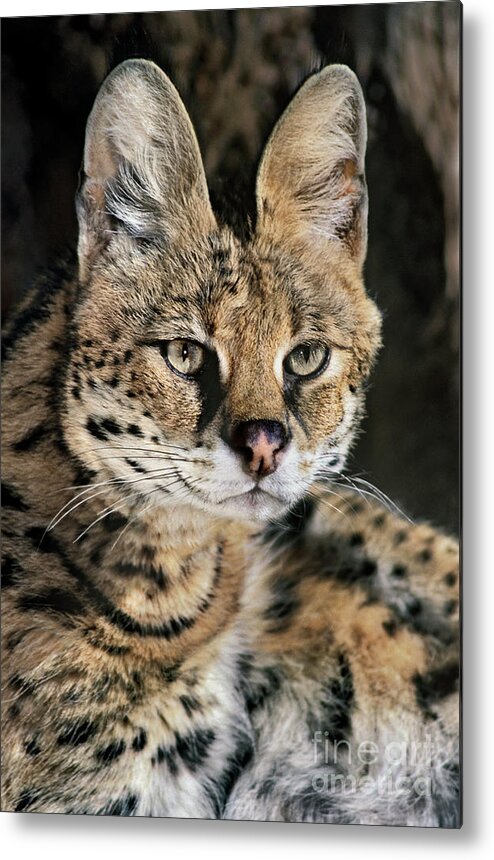 Dave Welling Metal Print featuring the photograph Serval Portrait Wildlife Rescue by Dave Welling
