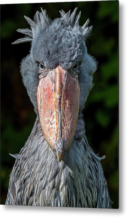 Shoebill Metal Print featuring the photograph Shoe-billed Stork by Arterra Picture Library