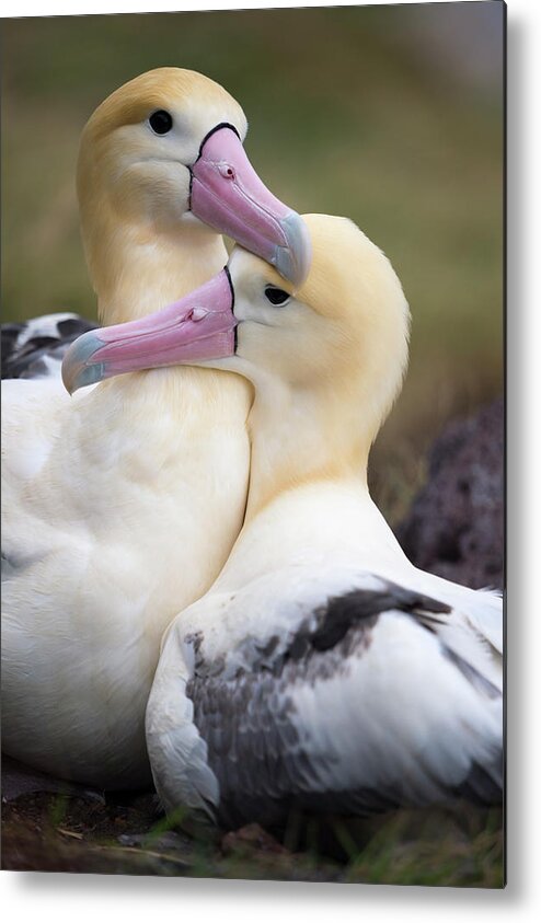 Animal Metal Print featuring the photograph Short-tailed Albatross Nesting Pair by Tui De Roy