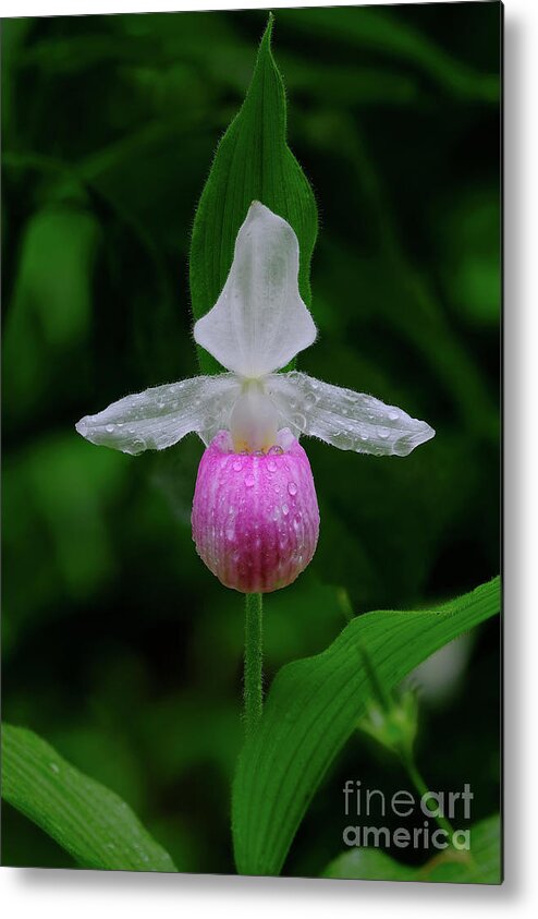 Blossom Metal Print featuring the photograph Showy Lady Slipper by Bill Frische