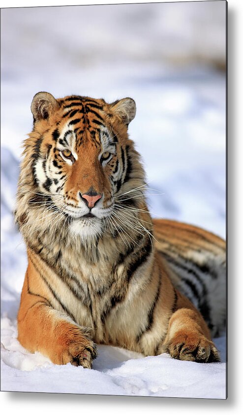 Three Quarter Length Metal Print featuring the photograph Siberian Tiger Panthera Tigris Altaica by Tier Und Naturfotografie J Und C Sohns