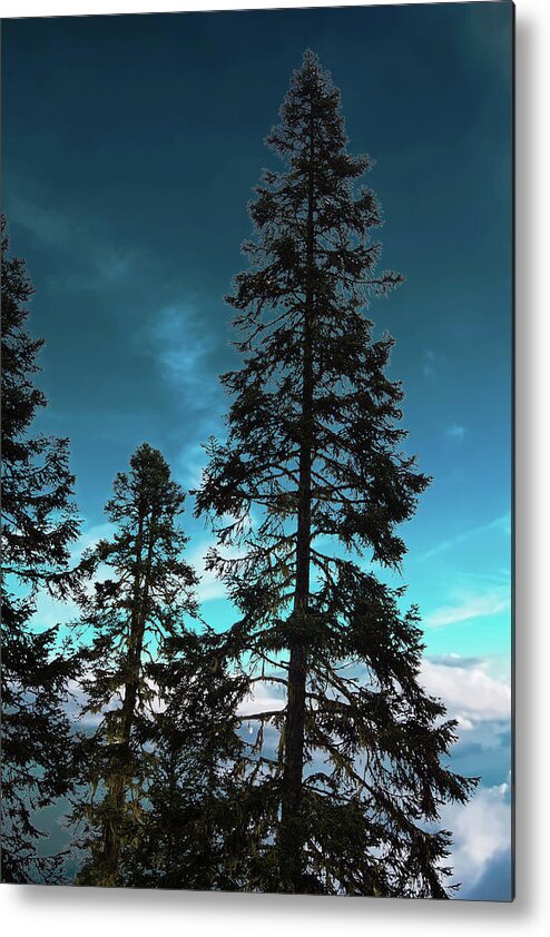 British Columbia Metal Print featuring the photograph Silhouette of tall conifers in autumn by Steve Estvanik