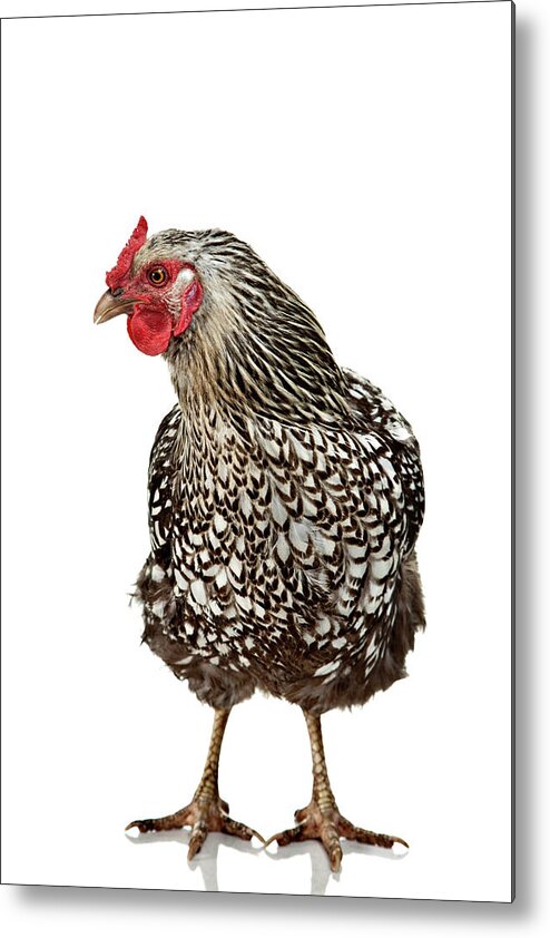 White Background Metal Print featuring the photograph Silver Laced Wyandotte Hen by Debbismirnoff