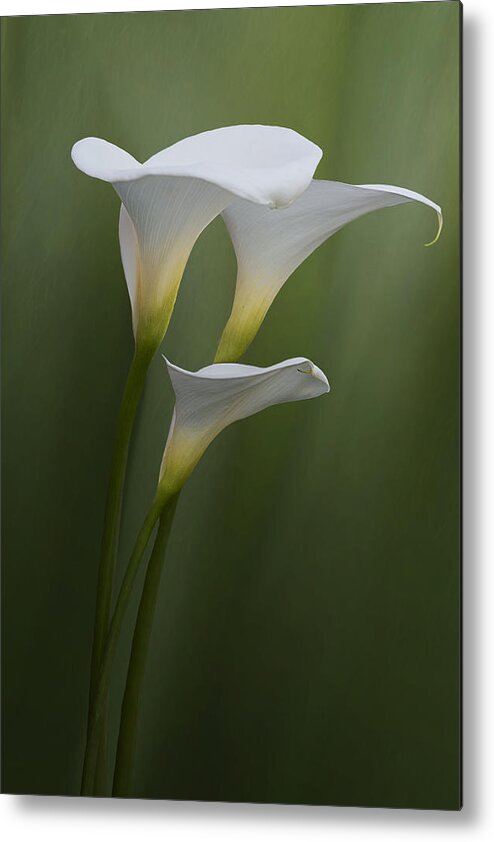 Elegance Metal Print featuring the photograph Simplicity And Elegance by Krystom