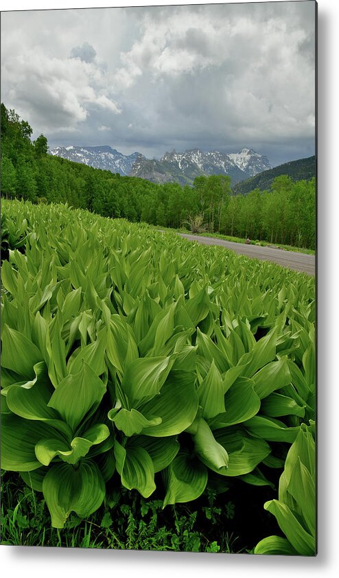 Highway 50 Metal Print featuring the photograph Skunk Cabbage in Big Cimarron by Ray Mathis