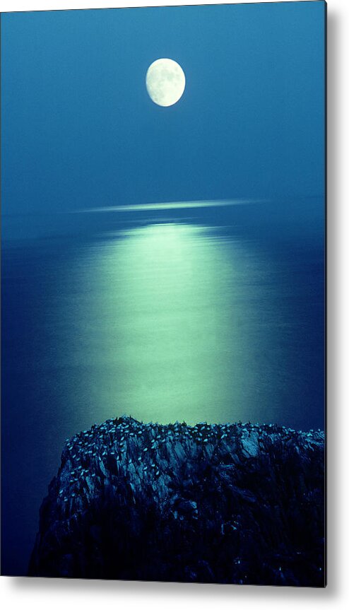 Tranquility Metal Print featuring the photograph Small Gannet Colony On Makestone Rock by Richard Packwood