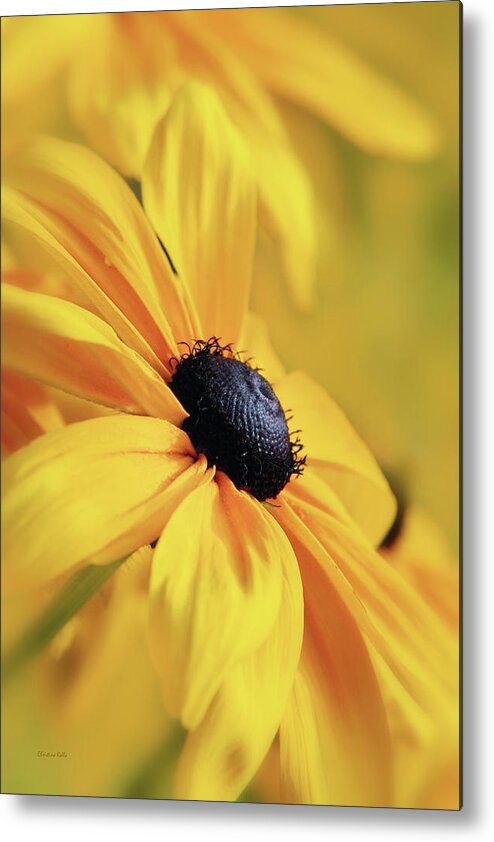 Daisy Metal Print featuring the photograph Smothered In Gold by Christina Rollo