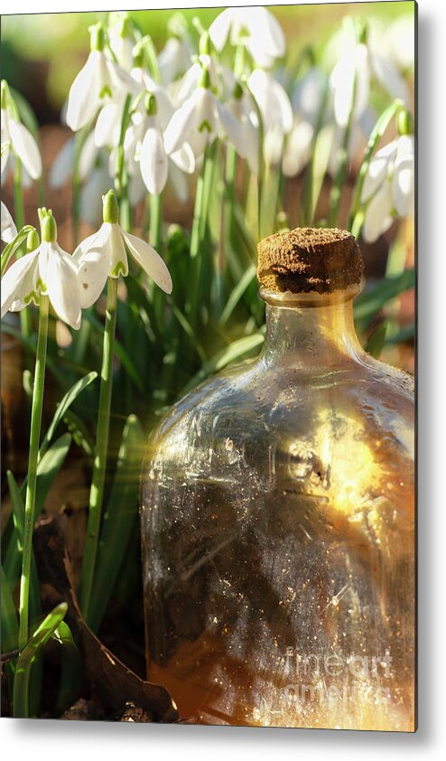 Snowdrops Metal Print featuring the photograph Snowdrop flowers and old glass jar with sunlight by Simon Bratt