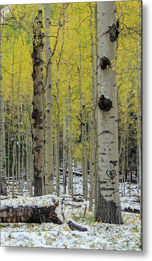 Arizona Metal Print featuring the photograph Snowy Gold Aspen by Gaelyn Olmsted