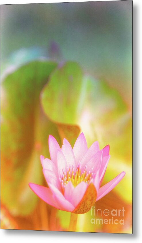 Pink Flower Metal Print featuring the photograph Soft and Light 4 by Becqi Sherman