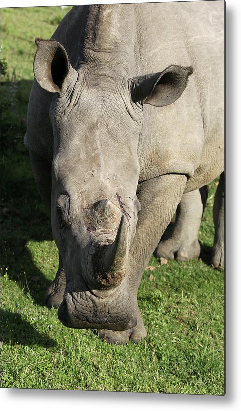 South Africa Metal Print featuring the photograph South African White Rhinoceros 023 by Bob Langrish