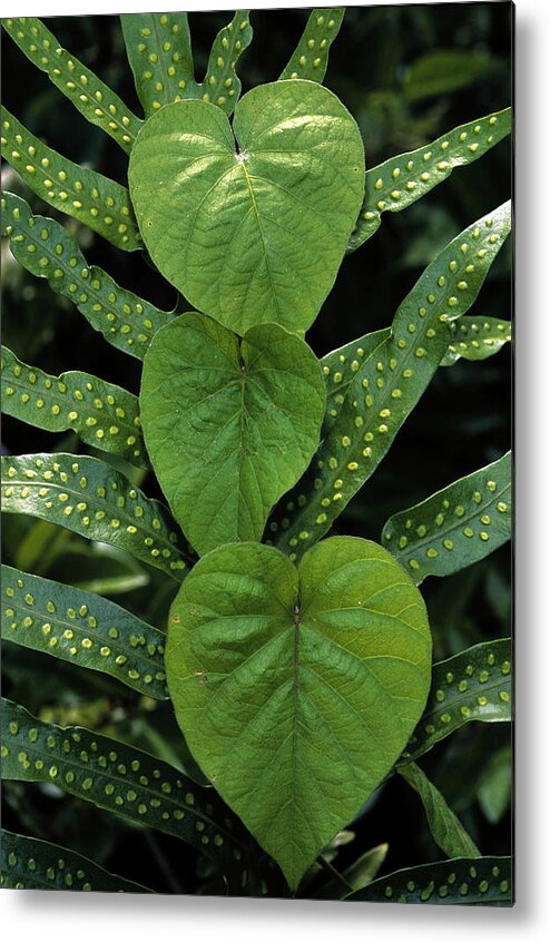 Intertwined Metal Print featuring the photograph South Pacific. Niue Island. Leaf by Kevin Schafer