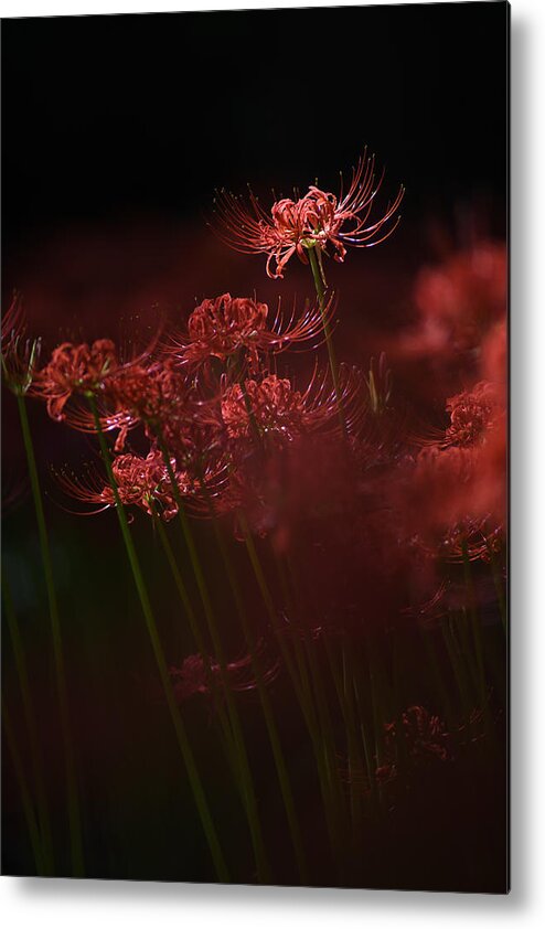 Red Metal Print featuring the photograph Sparkling Red Flower by Takashi Suzuki