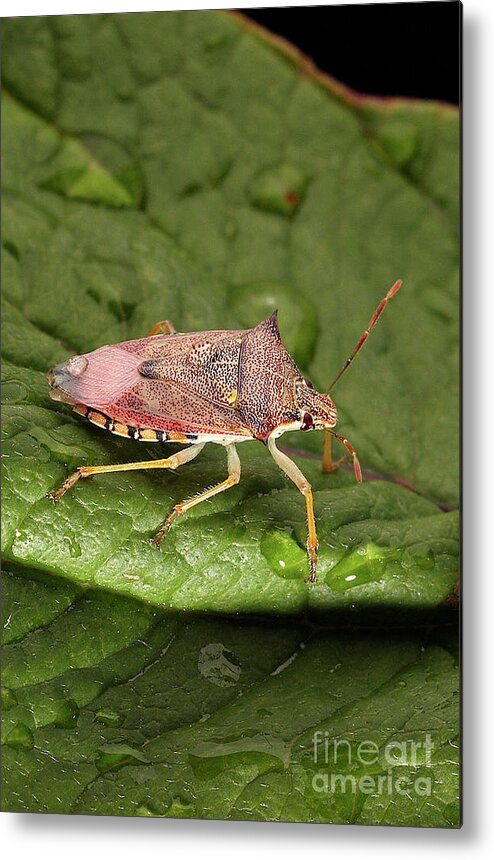 Fauna Metal Print featuring the photograph Spined Soldier Bug by Uk Crown Copyright Courtesy Of Fera/science Photo Library