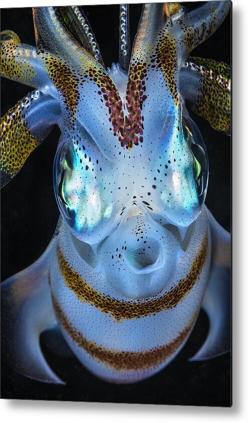 Calamar Metal Print featuring the photograph Squid Close Up by Barathieu Gabriel