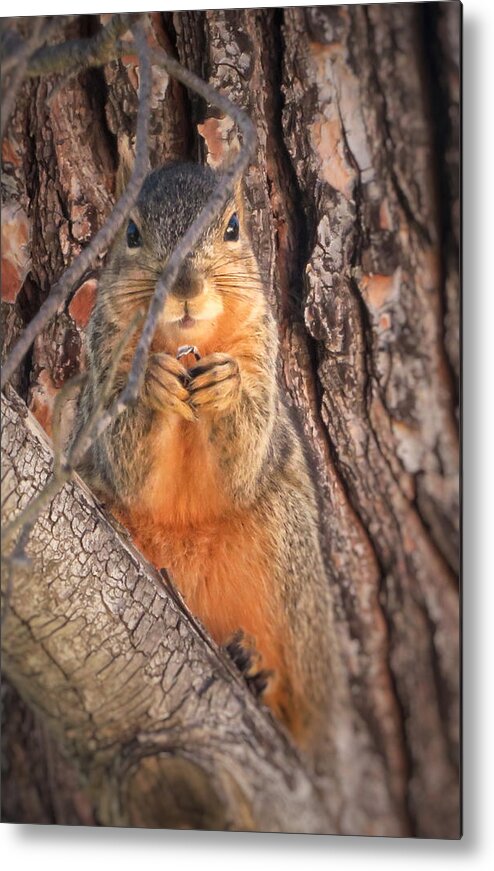 Squirrel Metal Print featuring the photograph Squirrel eating in tree by David Zumsteg