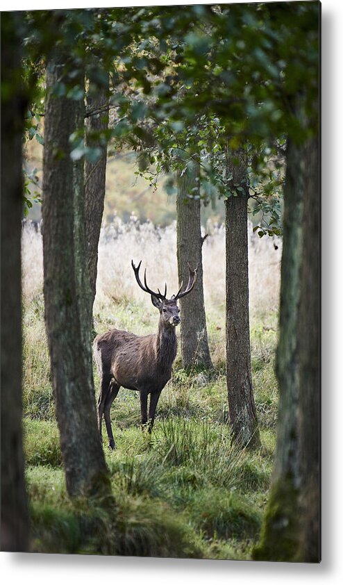 Scenics Metal Print featuring the photograph Stag In The Forest by Niels Busch