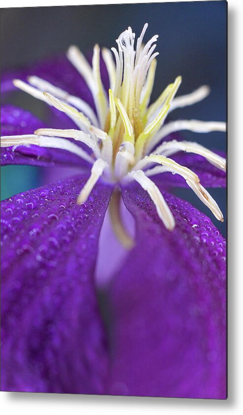 Flower Metal Print featuring the photograph Stretch by Michelle Wermuth
