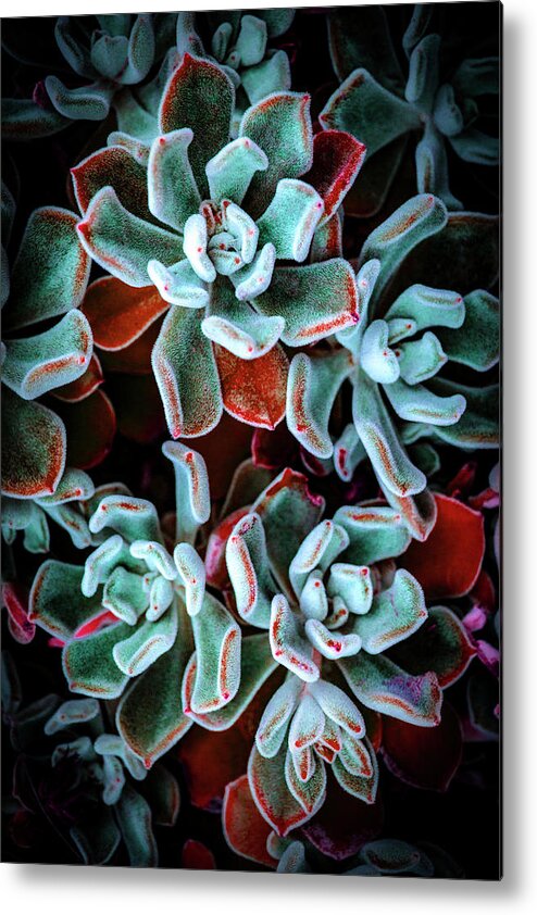 Succulent Metal Print featuring the photograph Succulent II by Lily Malor
